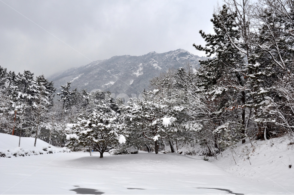 겨울,산,나무,눈,경치,대자연,겨울,계절,winter,season,자연,풍경,nature,landscape,tree,fir,전나무,plant,식물