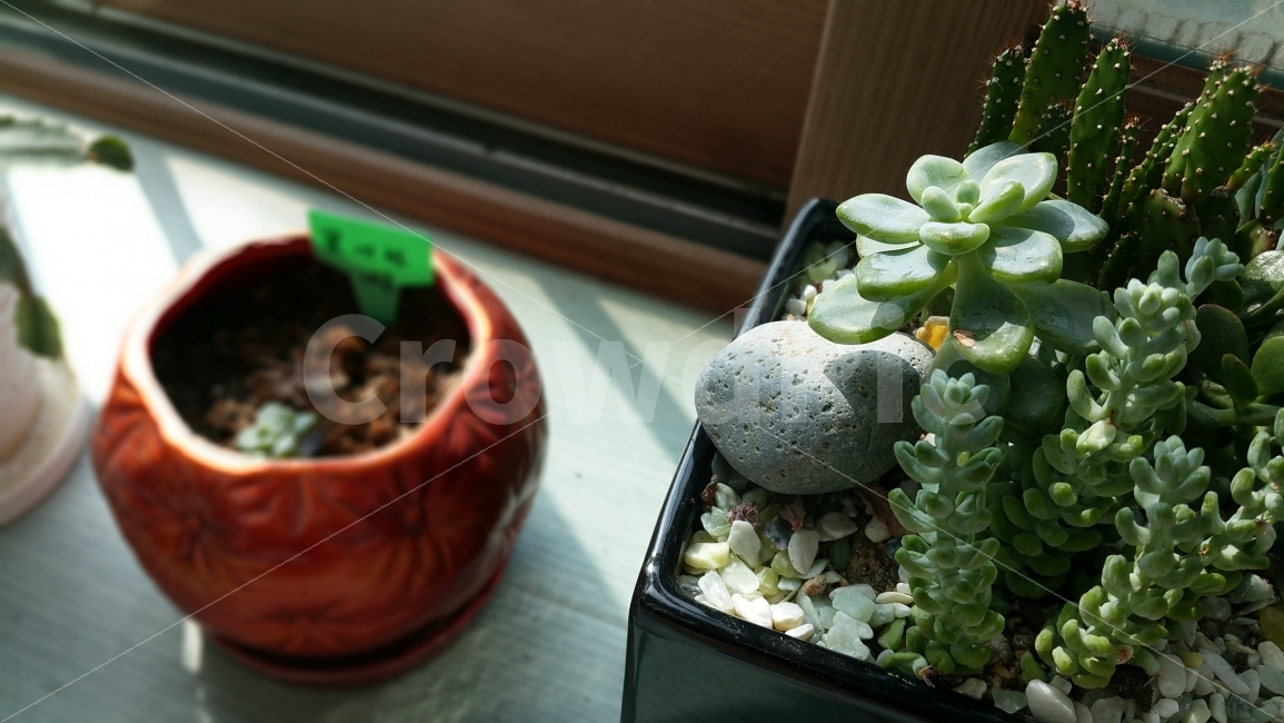 꽃기린,다육식물,식물,화분,선인장,식물,자연,plants,nature,실내용화초,화분,화초,house plant