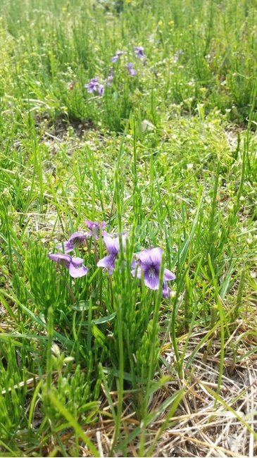 plant,식물,flower,꽃,제비꽃,봄꽃,작은꽃