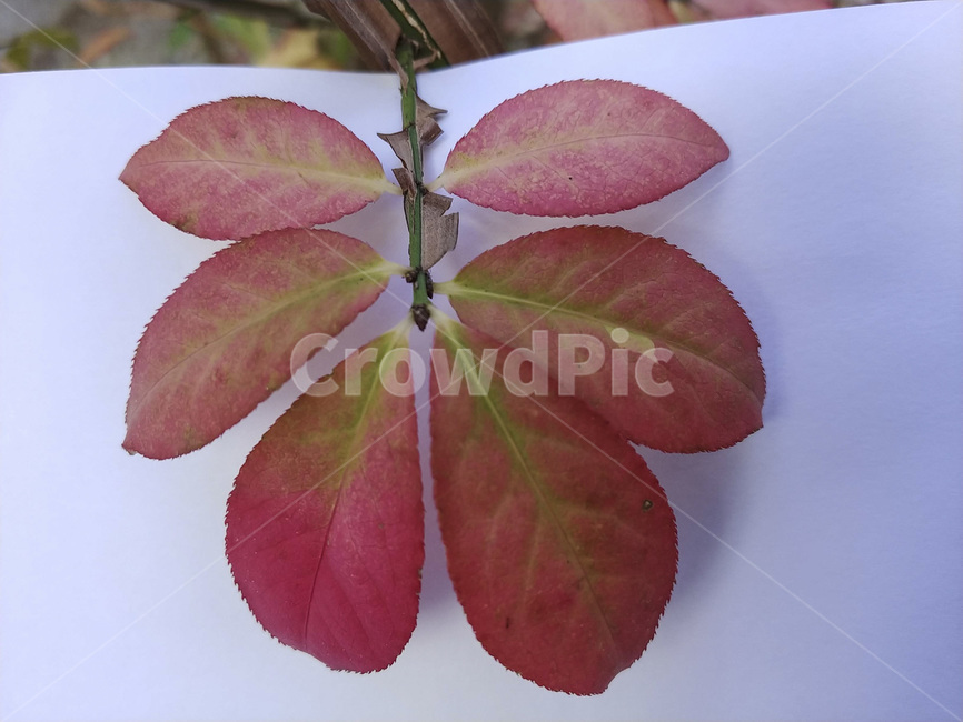 단풍잎,나뭇잎,가을,잎,낙엽,식물,autumn,leaf,leaves,maple,fall,plant,계절,season,가을,계절,fall,autumn,season,식물,자연,plants,nature