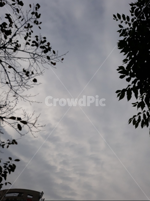 가을하늘,구름,나무,하늘,sky,자연,풍경,nature,landscape