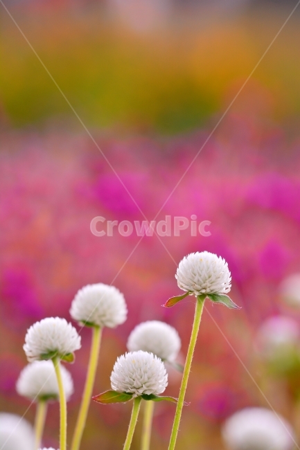 꽃,천일홍,가을꽃,아름다움,sns,ebook,가을이미지,빨강,분홍,흰색,flowers,plants,red,colorful,칼라풀,색상,가을,autumn,fall,garden,공원,배경,백그라운드,바탕화면,꽃밭,명소,가볼만한곳,관광,산책,구경,tour,나리공원,뷰티풀,beautiful,feeling,emotion,감성,필,분위기,느낌,park,야외,수많은,식물,풍경,자연,아름다운,꽃잔치,꽃물결,주말나들이,가든,천만송이,식물,자연,plants,nature,꽃,flower