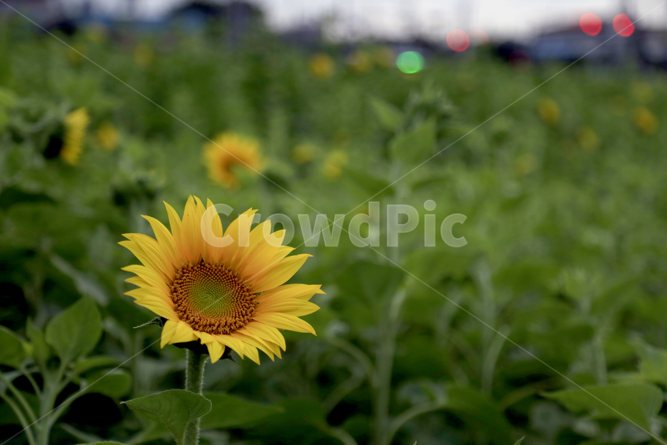 해바라기,꽃,노랑,식물,초록,식물,자연,plants,nature,꽃,flower
