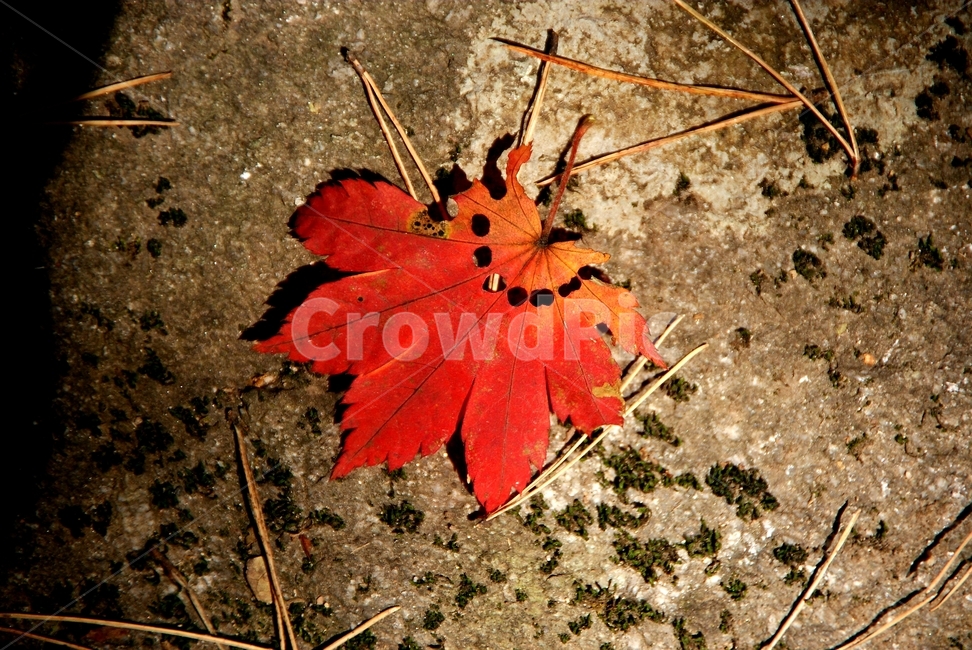 소금강,계곡,낙옆,벌레,바위,가을,계절,fall,autumn,season,leaf,잎,plant,식물,tree,나무,invertebrate,무척추 동물,animal,동물,insect,곤충