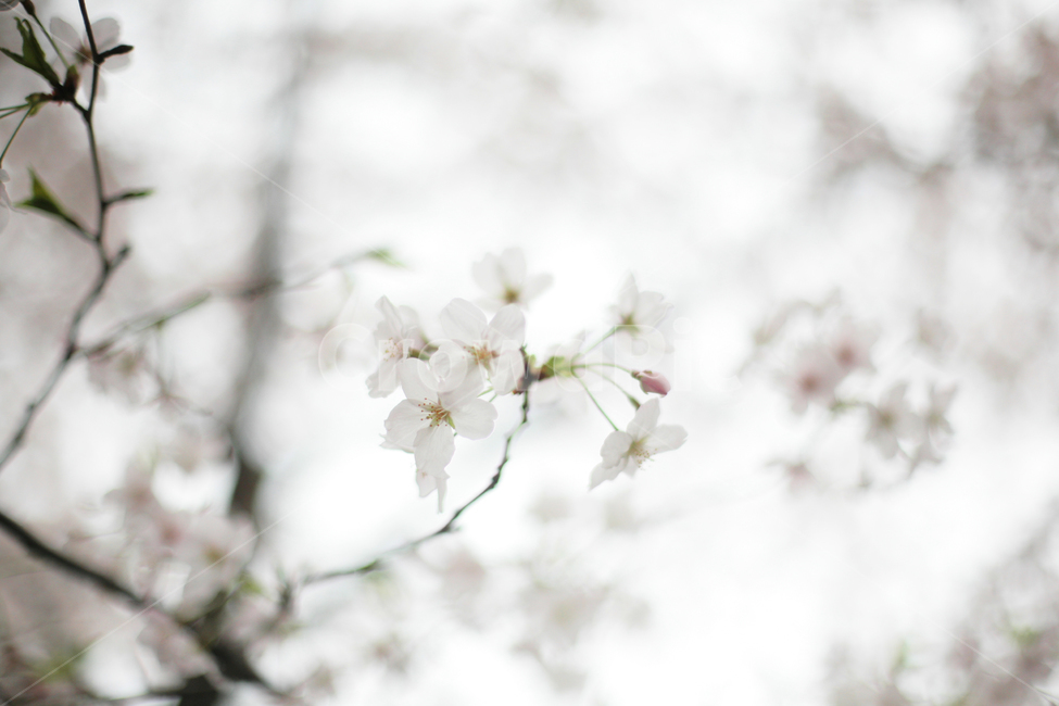 plant,식물,꽃,벚꽃,벚꽃나무,봄꽃
