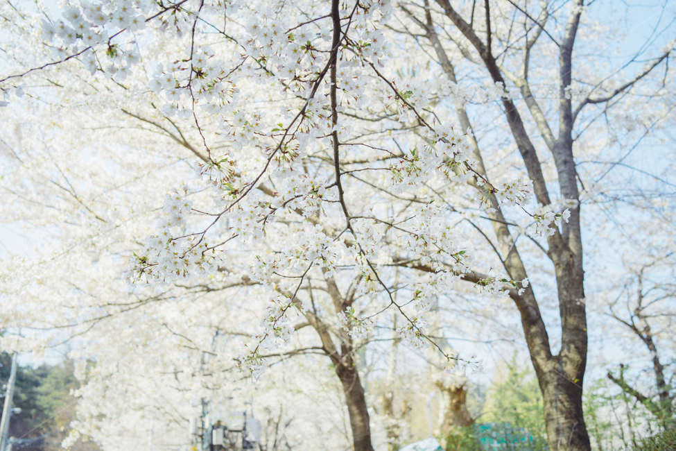 벚꽃,봄,꽃,풍경사진,감성사진,감성,휴식,힐링,cherryblossom,spring,landscape,flower,emotion,emotional,봄,계절,spring,season,식물,자연,plants,nature,꽃,flower,휴식,힐링,rest,relaxation,healing,tree,나무,plant,tree trunk,나무 줄기