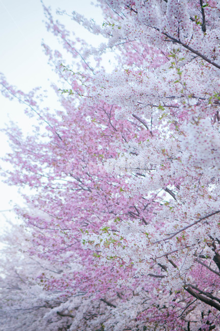 봄,계절,벚꽃,자연,풍경,봄꽃,꽃,blossom,cherryblossom,식물,plant,spring,season,nature,landscape,봄,계절,spring,season,식물,자연,plants,nature,꽃,flower