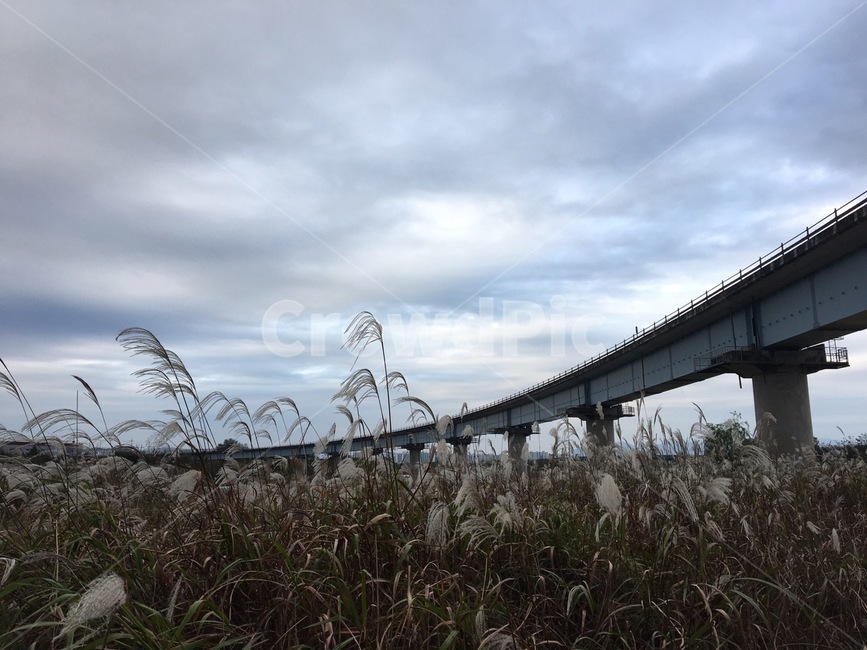 cloud,rainy day,grass,reed,plant,bridge,reed field