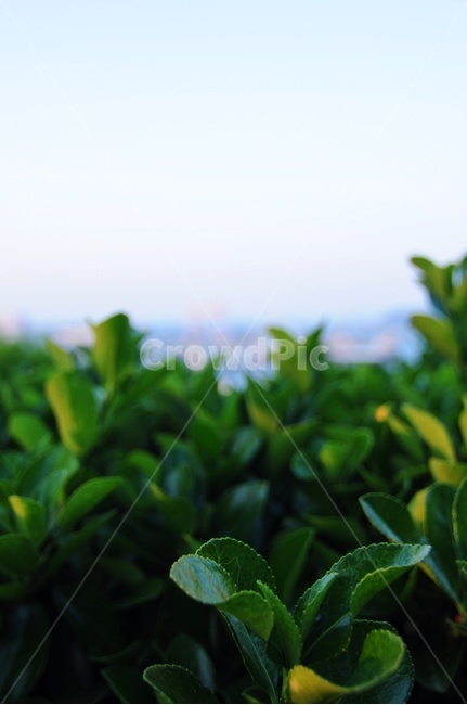 plant,식물,leaf,잎,아웃포커스,배경,하늘