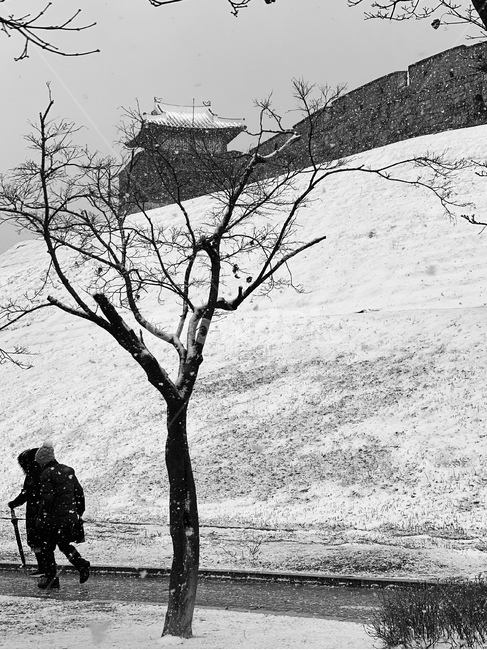 person,사람,snow,눈,수원화성,수원,나무