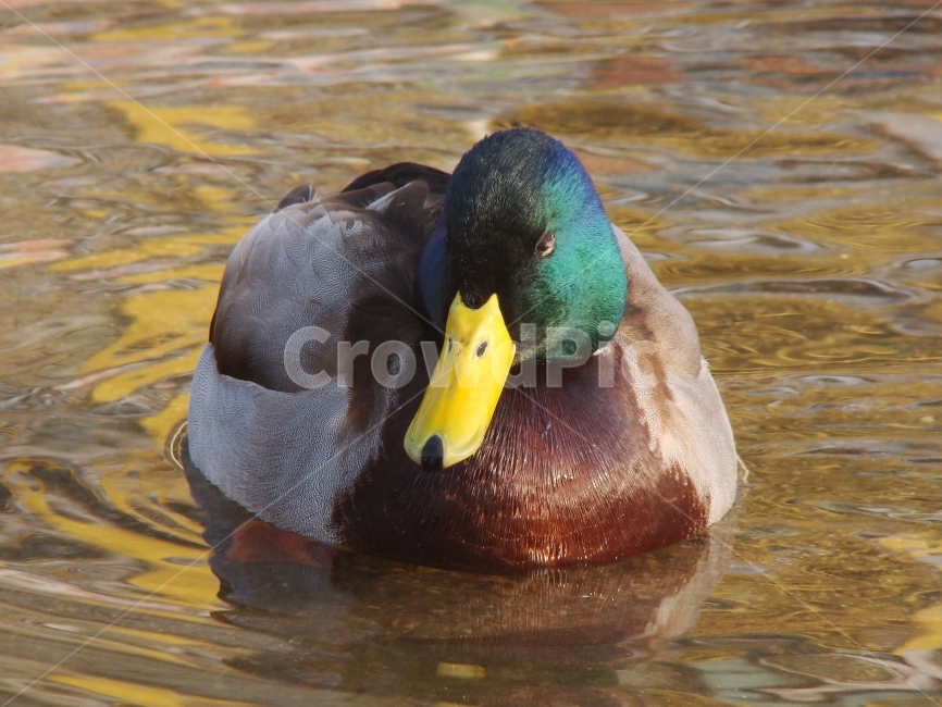 동물,오리,조류,duck,배경,불광천,동물,animal,조류,새,birds