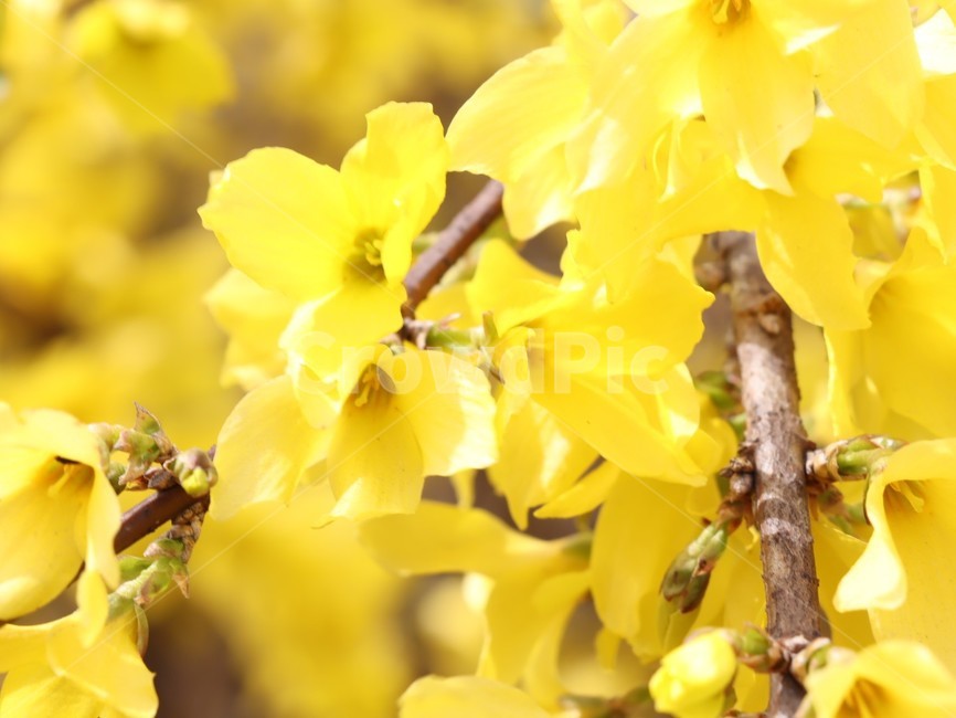 개나리,봄,봄꽃,개화,노란꽃,식물,자연,plants,nature,꽃,flower