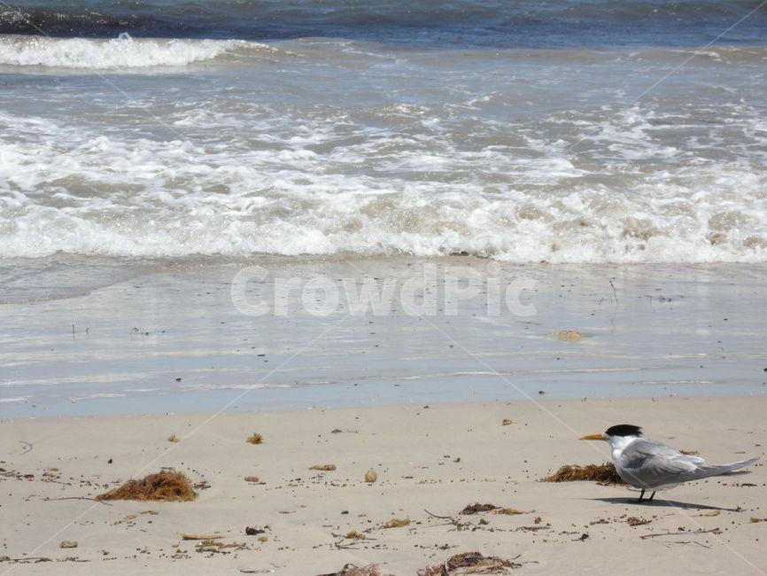 바다,water,새,물,nature,ocean,자연,로트네스트,rottnest,호주,australia
