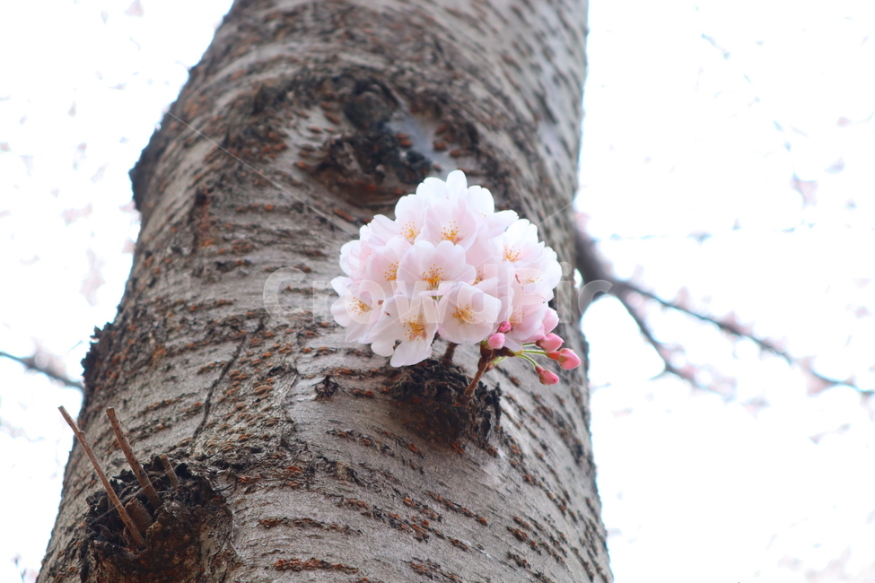 제주벚꽃,왕벚꽃,벚꽃,봄꽃,cherryblossom,제주왕벚나무,왕벚나무,제주도꽃,봄,꽃,봄,계절,spring,season,식물,자연,plants,nature,꽃,flower,plant,blossom