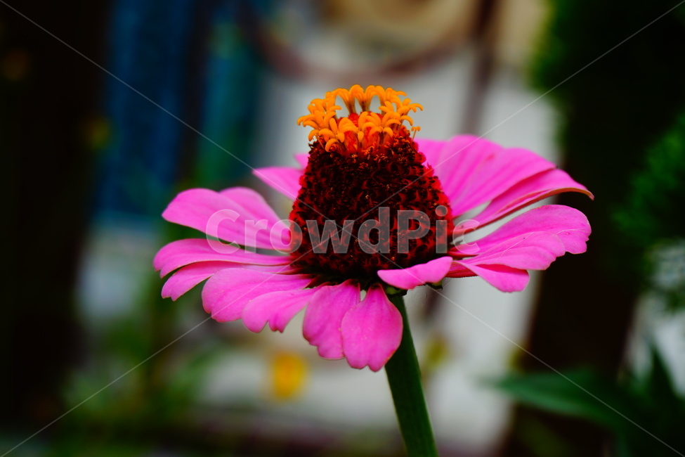 꽃,들꽃,여름꽃,분홍꽃,flower