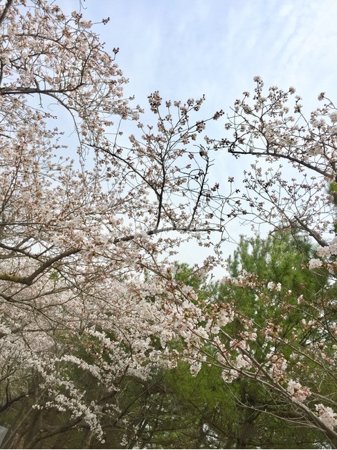 벚꽃,봄,하늘,꽃,소풍,봄,계절,spring,season,자연,풍경,nature,landscape,plant,식물,blossom,flower,cherry blossom