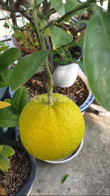 과일,식물,감귤류과일,citrusfruit,fruit,하귤