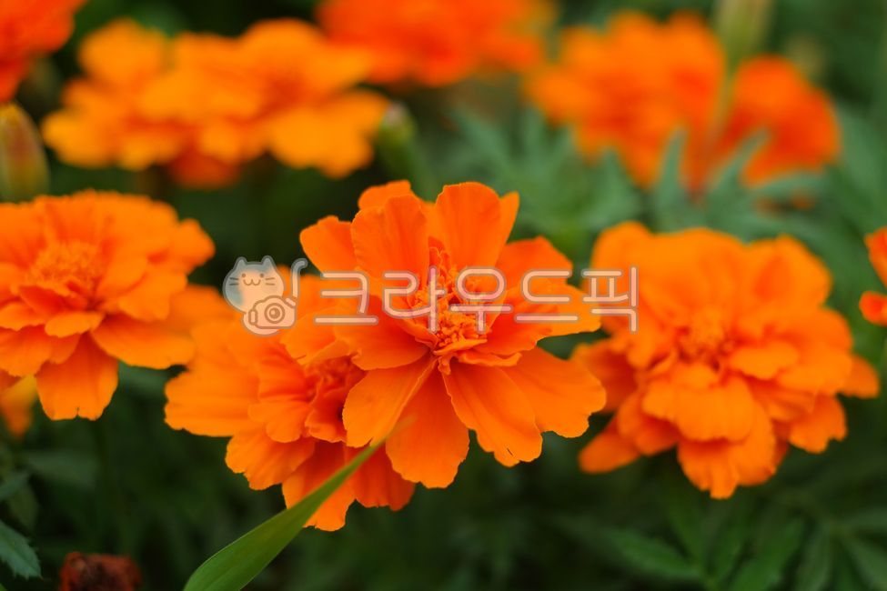 Cheonsu Guk,beauty,gardening,botany,flowering,Orange,summer,horticulture,beautiful,petal,orangecolor,green,nature,flower,blooming,marigold,Asteraceae,plant,mansu guk,garden