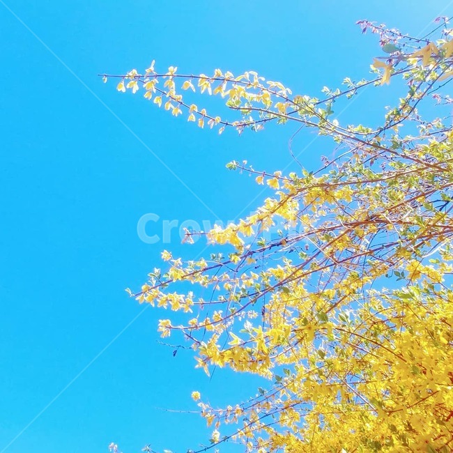 봄,파란하늘,개나리,꽃,노란색,파란색,봄,계절,spring,season,plant,식물