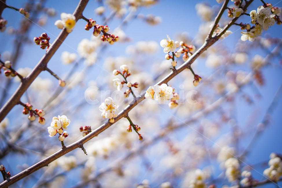 봄,매화,꽃,따뜻함,그리움,봄,계절,spring,season,식물,자연,plants,nature,꽃,flower,plant