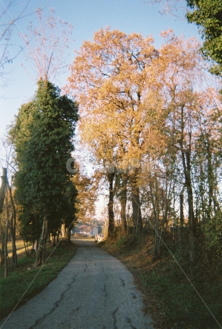 나무,자연,길,tree,오솔길,해질녘,sunset,road,forest,sun,석양,필름카메라,filmcamera,italy,이탈리아,europe,유럽,자연,풍경,nature,landscape,plant,식물