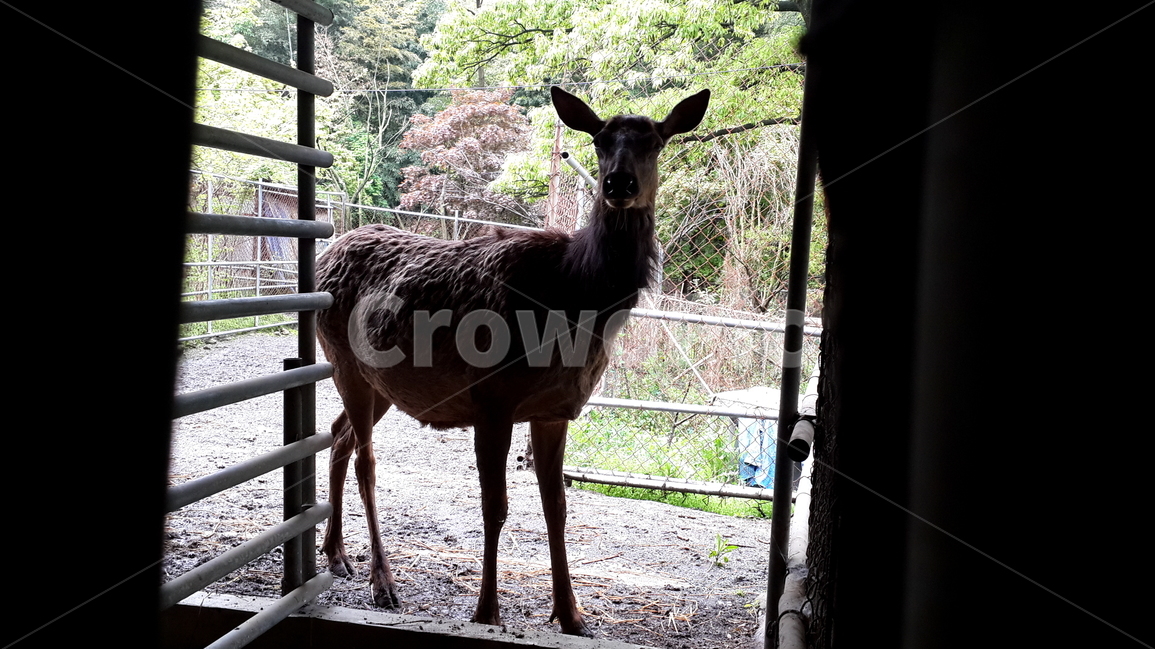 동물,사슴,사슴농장,농장,deer,animal,동물,animal,포유류,mammal,산업,industry,industrial,목축업,목장,livestock farming,ranching,pasture