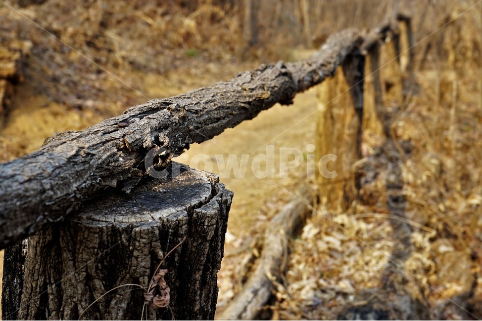 겨울,산,길,나무,숲,자연,목책,나무,trees,wood