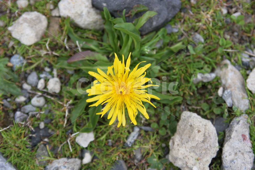 민들레,노랑,돌맹이,야생화,노란꽃,식물,자연,plants,nature