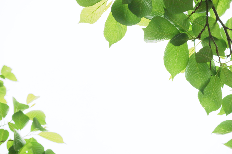 나뭇잎,봄,식물,자연,배경,배경이미지,초록,잎,잎사귀,나무,식물,자연,plants,nature