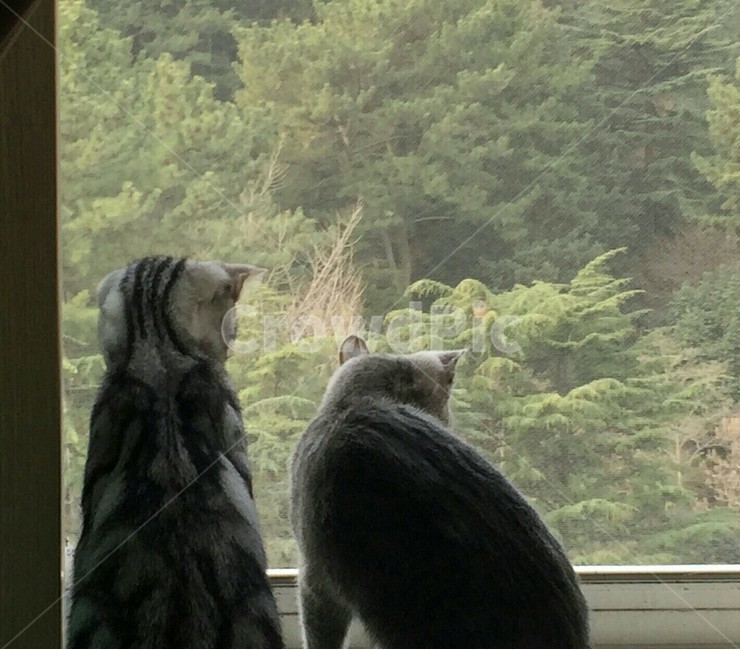 고양이,자매,동물,애완동물,야옹이