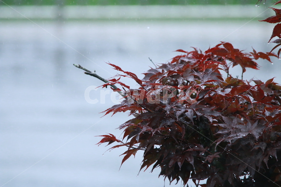 우중출사,여름,장마,비,비방울,식물,자연,plants,nature,비,비오는날,rain,rainy