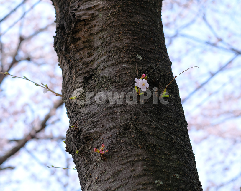 벚꽃,꽃잎,분홍잎,나무,작은꽃,봄,봄꽃,조연,식물,자연,plants,nature,꽃,flower