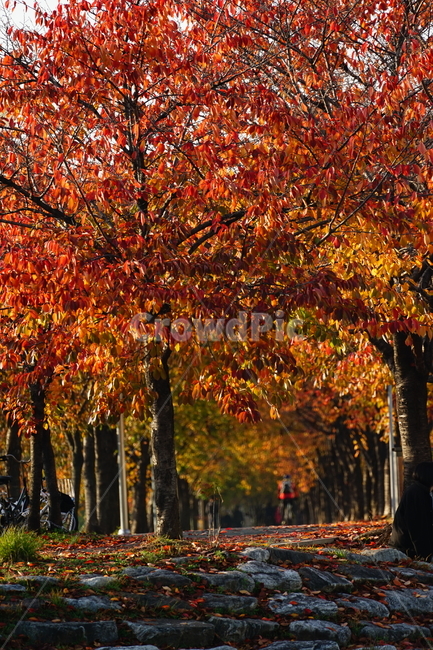 tree,나무,plant,식물,maple,단풍,가을,계단,낙엽,가을,계절,fall,autumn,season
