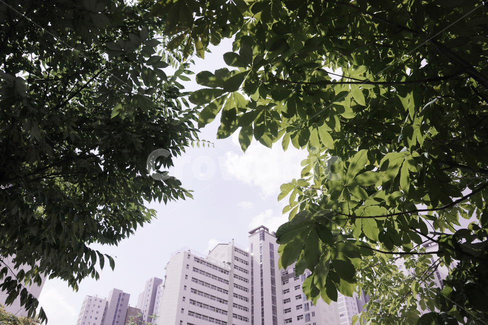 urban,고층건물,시티,town,도시,highrise,건물,식물,자연,plants,nature,나무,trees,wood