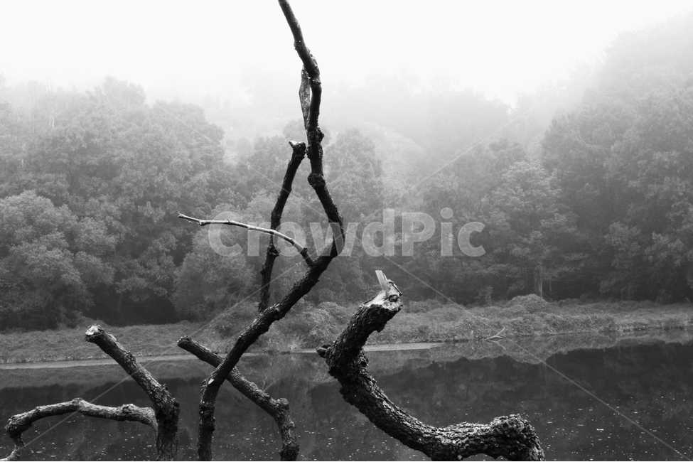 흑백,아침,안개,나무,강,수경,식물,자연,plants,nature,나무,trees,wood,흑백,모노톤,monochrome,black and white