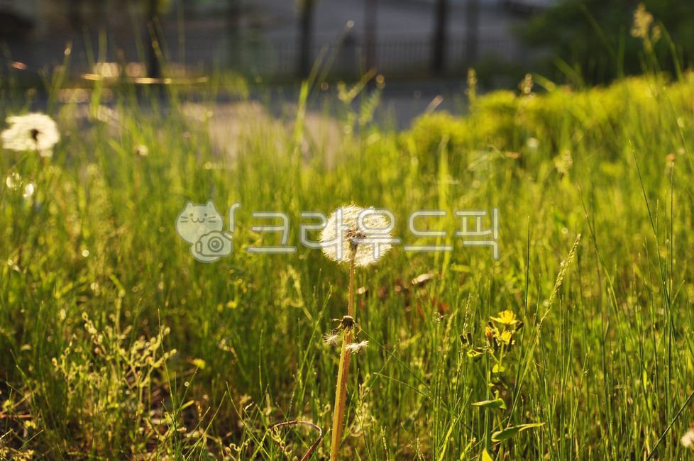 자연,식물,민들레,홀씨,햇살,field,grassland,nature