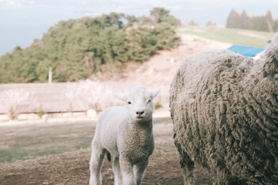 필름,감성,양떼,목장,봄,동물,animal,포유류,mammal,산업,industry,industrial,목축업,목장,livestock farming,ranching,pasture