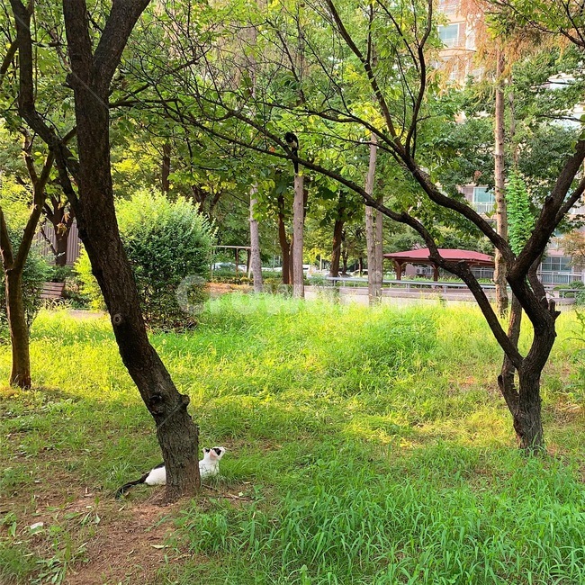 고양이,새,나무,길고양이,까치,자연,풍경,nature,landscape,tree,plant,식물,tree trunk,나무 줄기