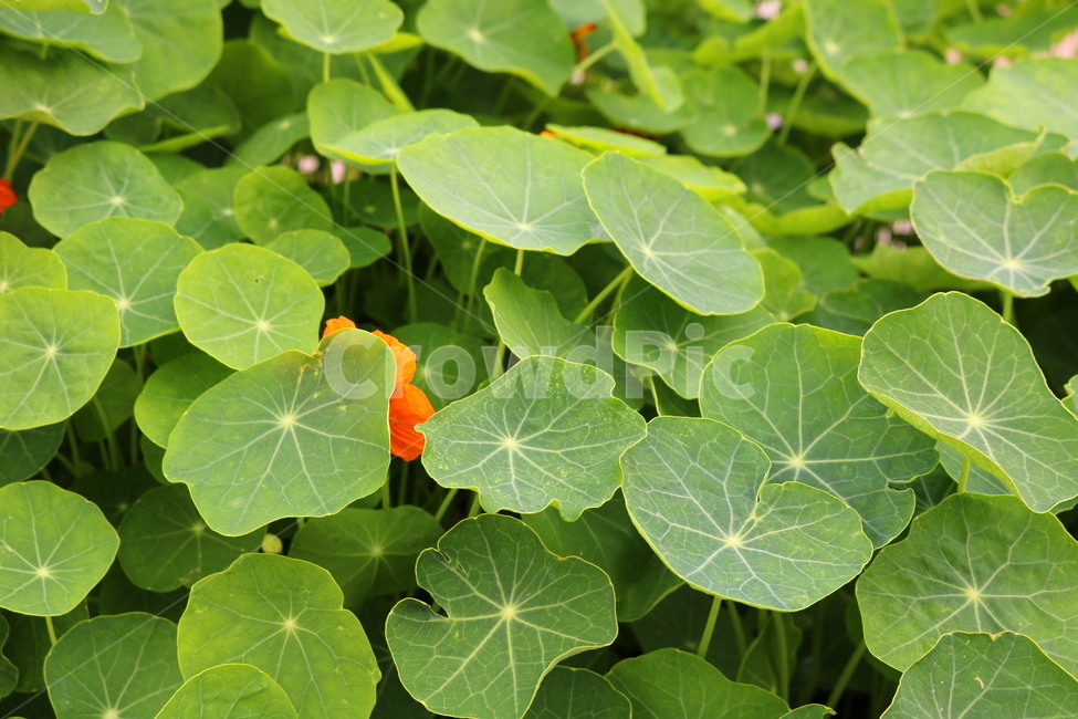 한련화,금련화,식물,허브,한련,금련,식물,자연,plants,nature