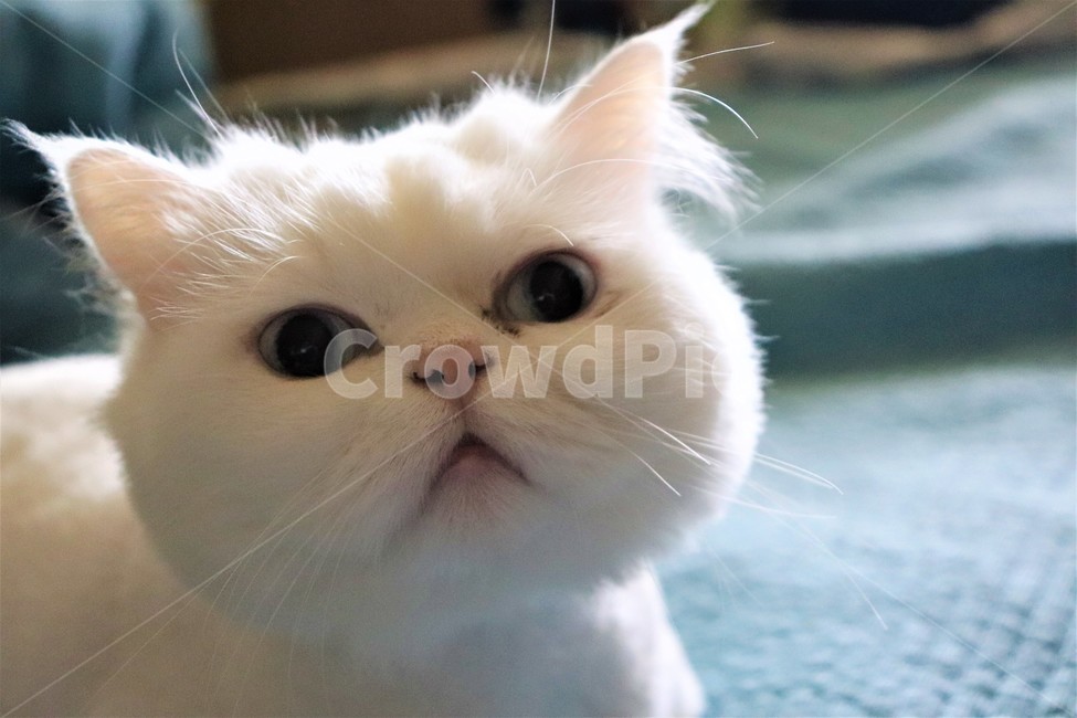Pets,white cat,cat,Persian,pet