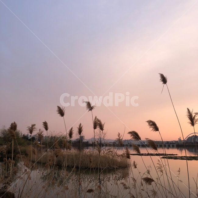 호수,저녁,노을,하늘,구름,붉은노을,갈대,자연,풍경,nature,landscape,grass,잔디,plant,식물,lawn,reed,outdoors,옥외