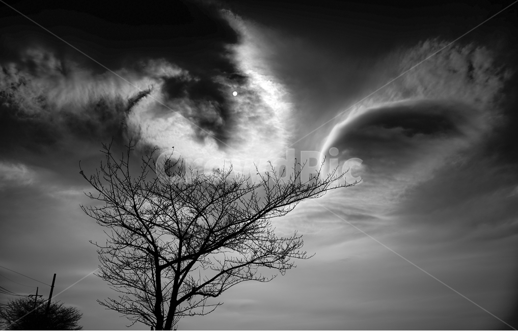 구름,태양,하늘,소용돌이,나무,자연,풍경,nature,landscape,흑백,모노톤,monochrome,black and white,weather,날씨