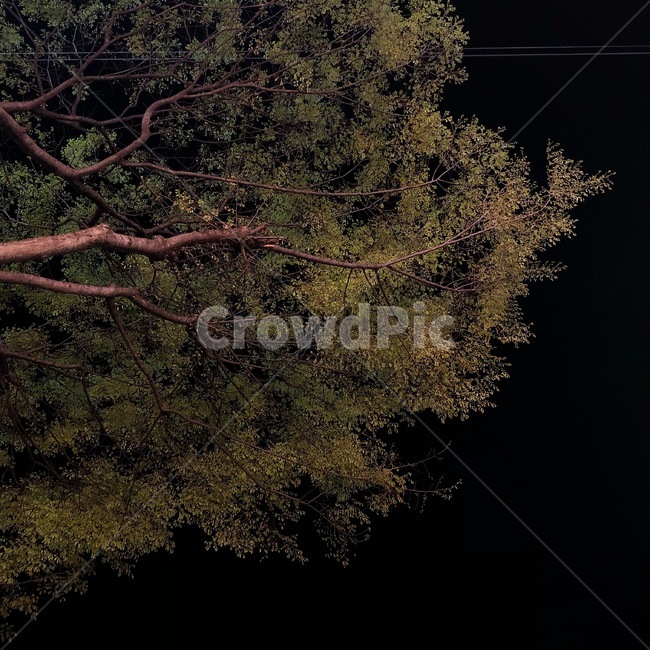 식물,나무,tree,nature,자연