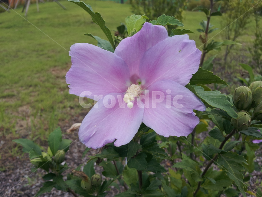 plant,식물,flower,blossom,꽃,식물,자연,plants,nature,꽃,flower