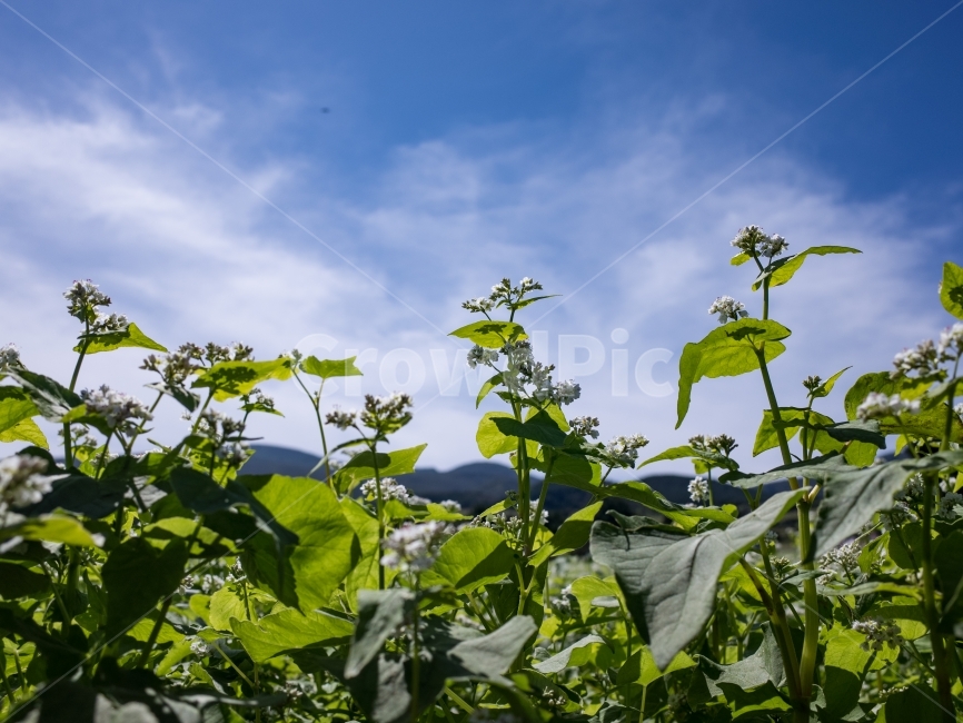 제주도,풍경,메밀꽃,메밀꽃사진,꽃사진,식물,자연,plants,nature,꽃,flower