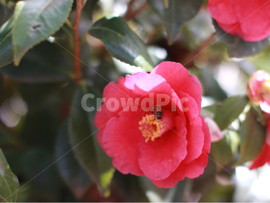 꽃,자연,나뭇잎,동백,동백꽃,벌,식물,자연,plants,nature,꽃,flower