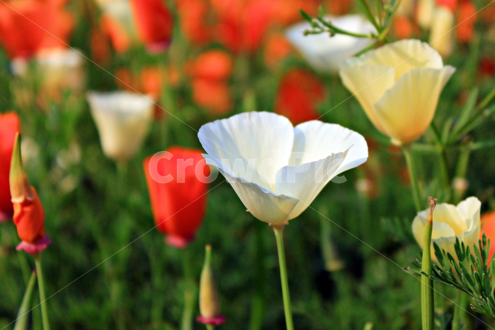 꽃,식물,꽃잎,생물,자연,꽃밭,작물,plant,flower,nature,식물,자연,plants,nature,꽃,flower