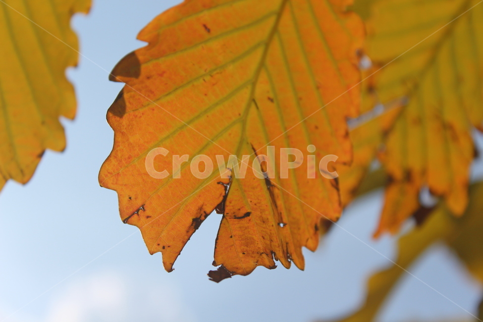 leaf,잎,plant,식물,떡갈나무잎,가을,계절,fall,autumn,season,식물,자연,plants,nature,veins,정맥