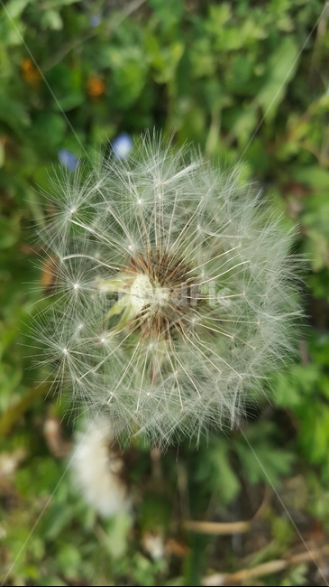 민들래,봄,흰색,약초,바람