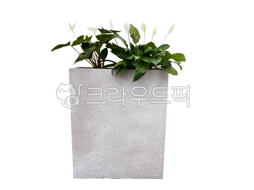 꽃,안수리움,안투리움,화분,png,배경,투명배경,누끼,관엽식물,열대식물,식물,flower,anthurium,pottedplant,houseplant,tropicalplant,plant,background,transparentbackground,isolated